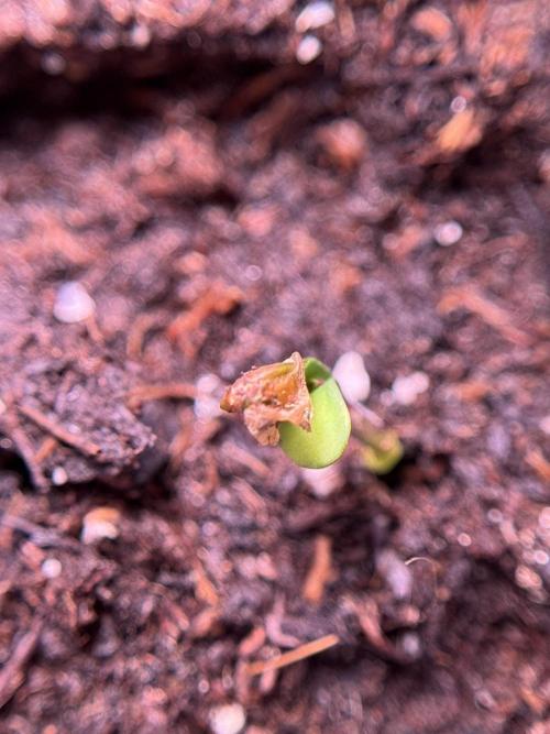 SOUR DIESEL-The Ascension of a Legend. Week 0 - Germination reports 