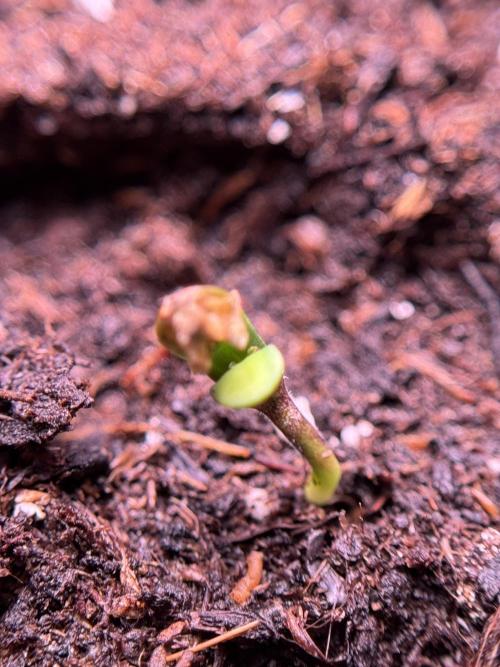 SOUR DIESEL-The Ascension of a Legend. Week 0 - Germination reports 