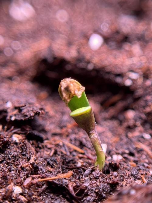 SOUR DIESEL-The Ascension of a Legend. Week 0 - Germination reports 