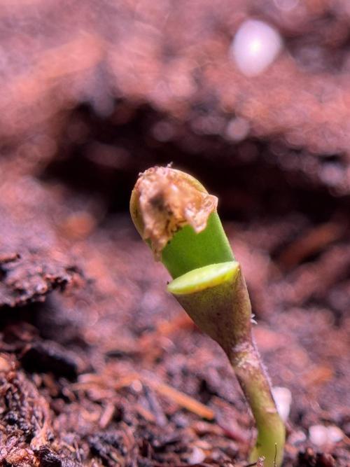 SOUR DIESEL-The Ascension of a Legend. Week 0 - Germination reports 