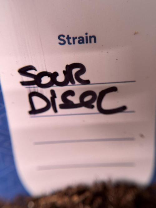 SOUR DIESEL-The Ascension of a Legend. Week 0 - Germination reports 