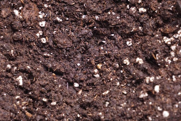 SOUR DIESEL-The Ascension of a Legend. Week 0 - Germination reports 