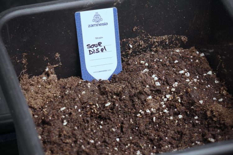 SOUR DIESEL-The Ascension of a Legend. Week 0 - Germination reports 