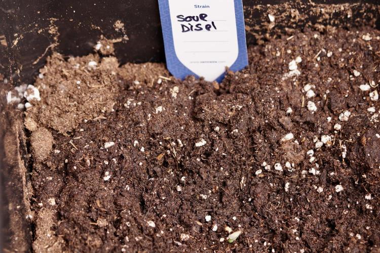 SOUR DIESEL-The Ascension of a Legend. Week 0 - Germination reports 