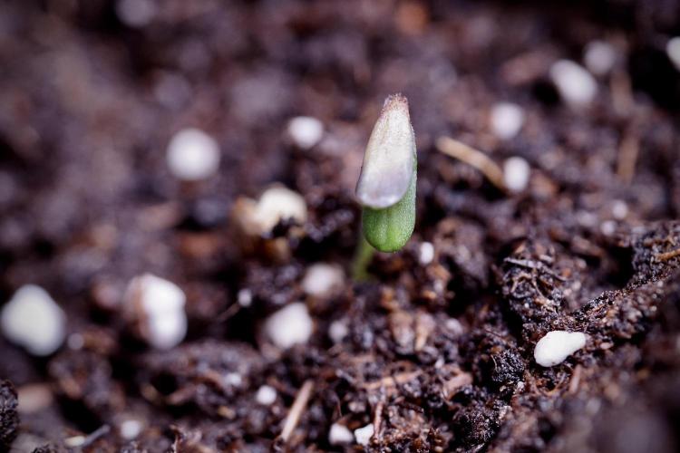 SOUR DIESEL-The Ascension of a Legend. Week 0 - Germination reports 