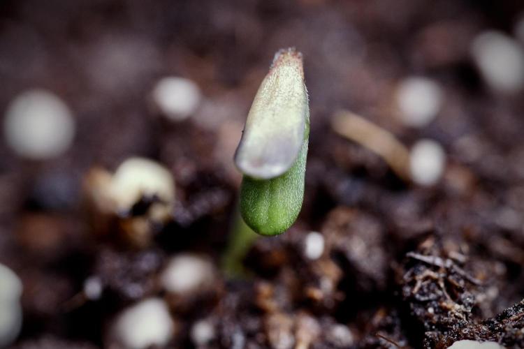 SOUR DIESEL-The Ascension of a Legend. Week 0 - Germination reports 