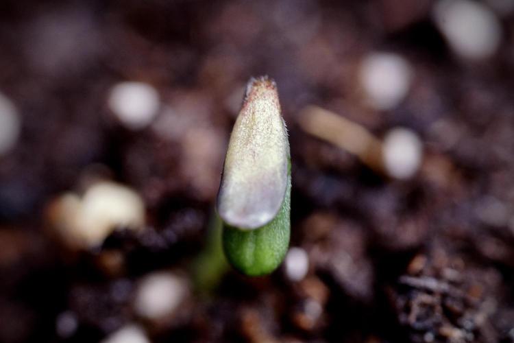 SOUR DIESEL-The Ascension of a Legend. Week 0 - Germination reports 