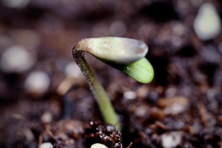 SOUR DIESEL-The Ascension of a Legend. Week 0 - Germination reports 