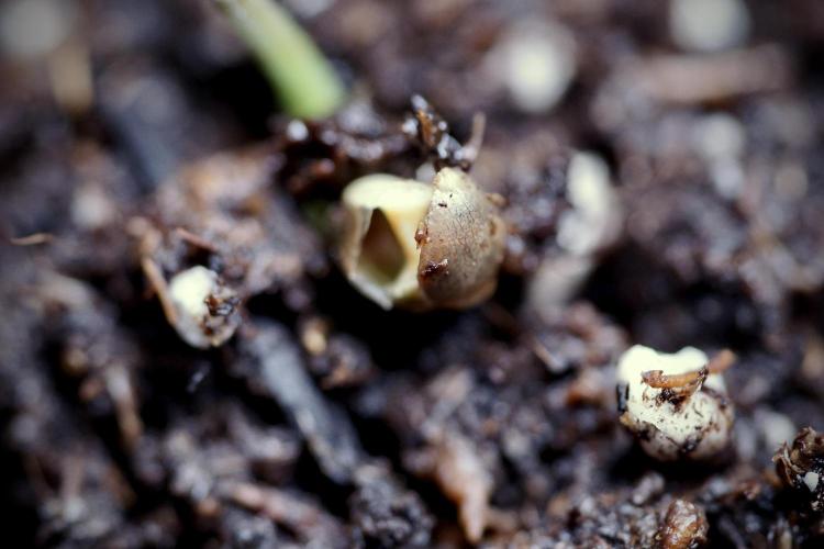 SOUR DIESEL-The Ascension of a Legend. Week 0 - Germination reports 