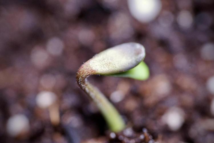 SOUR DIESEL-The Ascension of a Legend. Week 0 - Germination reports 