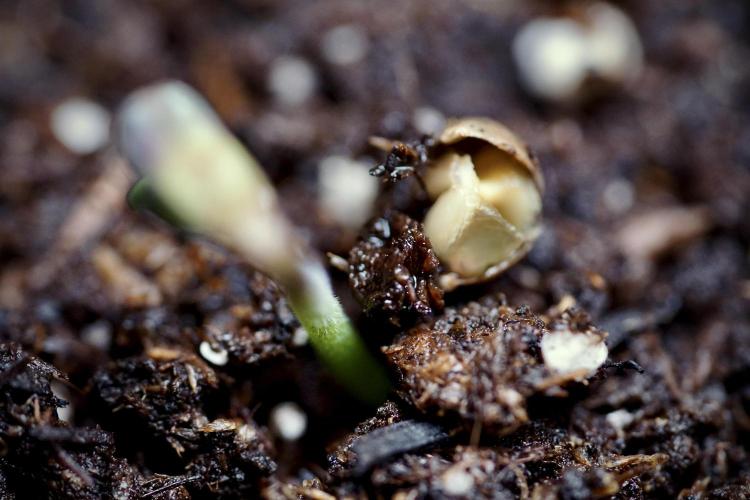 SOUR DIESEL-The Ascension of a Legend. Week 0 - Germination reports 