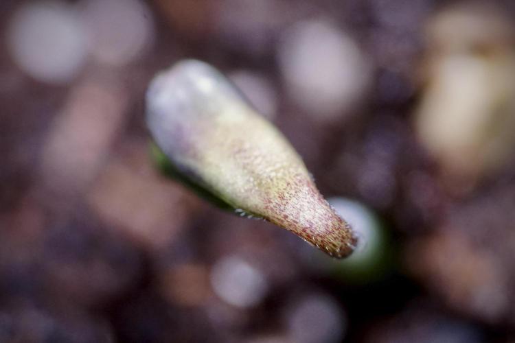 SOUR DIESEL-The Ascension of a Legend. Week 0 - Germination reports 