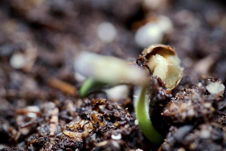 SOUR DIESEL-The Ascension of a Legend. Week 0 - Germination reports 