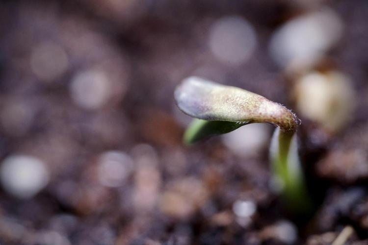 SOUR DIESEL-The Ascension of a Legend. Week 0 - Germination reports 