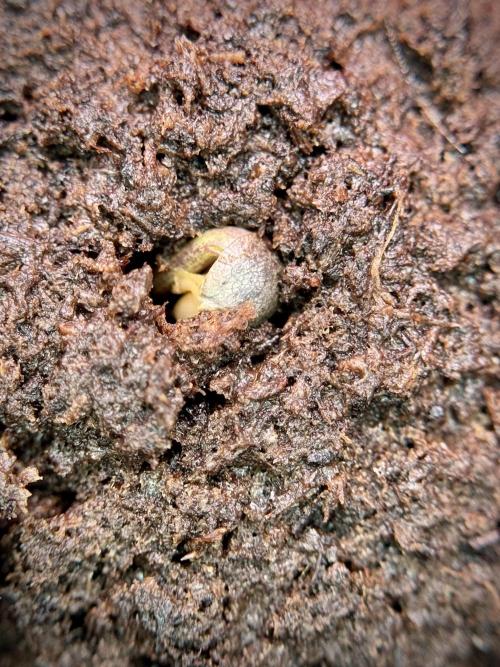 TicaL X Zamnesia-NectarDrip pack#268/750. Week 2 - Germination missing files 