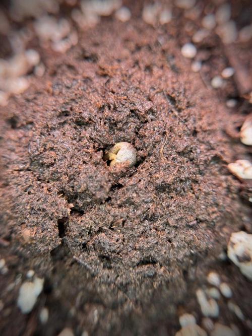 TicaL X Zamnesia-NectarDrip pack#268/750. Week 2 - Germination missing files 