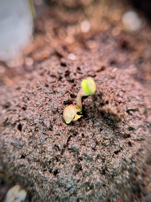 TicaL X Zamnesia-NectarDrip pack#268/750. Week 2 - Germination missing files 