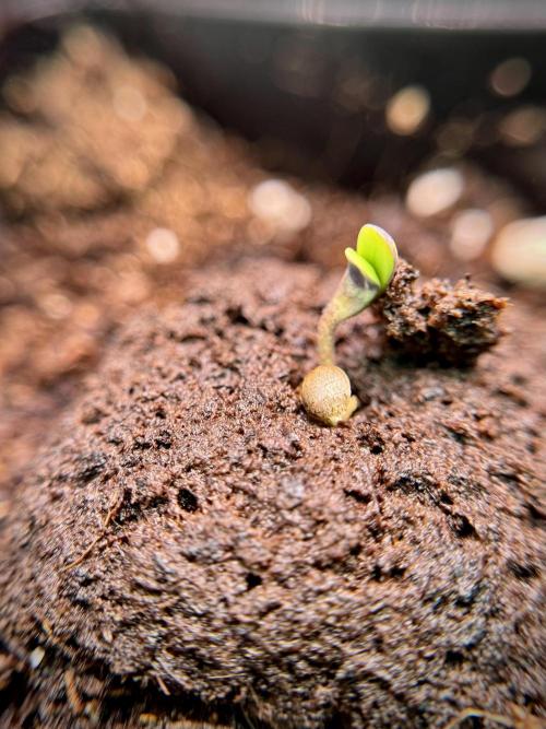 TicaL X Zamnesia-NectarDrip pack#268/750. Week 2 - Germination missing files 