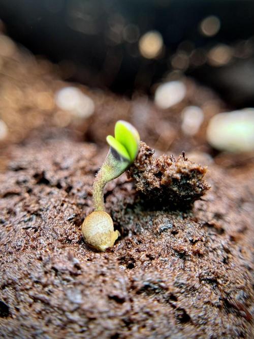 TicaL X Zamnesia-NectarDrip pack#268/750. Week 2 - Germination missing files 