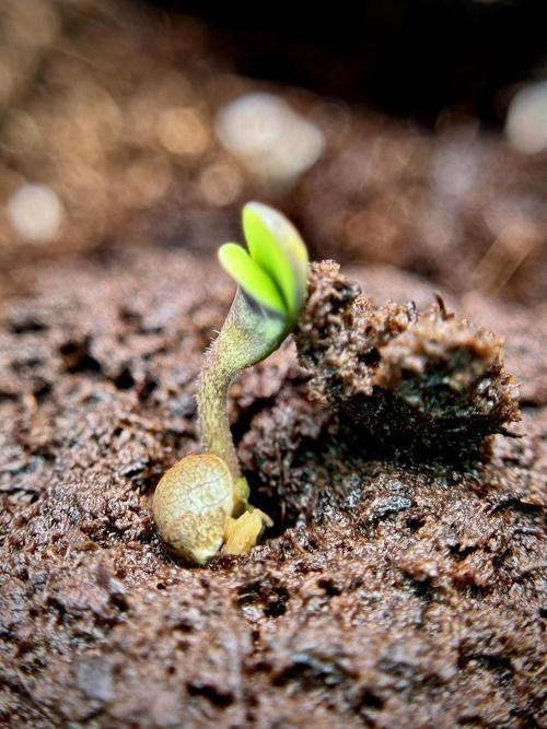 TicaL X Zamnesia-NectarDrip pack#268/750. Week 2 - Germination missing files 