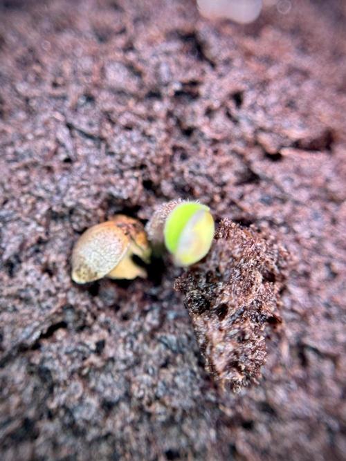 TicaL X Zamnesia-NectarDrip pack#268/750. Week 2 - Germination missing files 