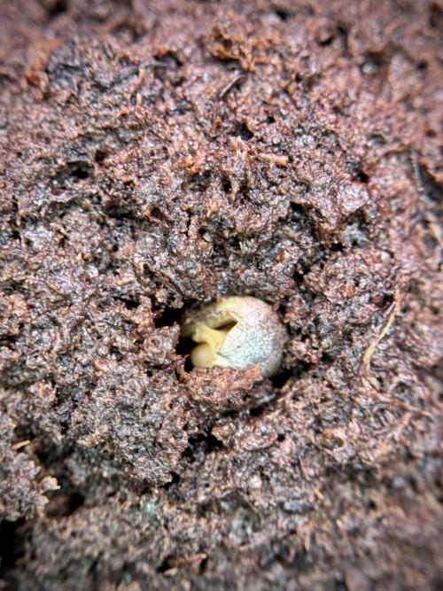 TicaL X Zamnesia-NectarDrip pack#268/750. Week 2 - Germination missing files 