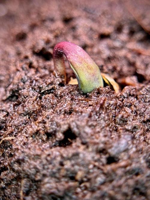 TicaL X Zamnesia-NectarDrip pack#268/750. Week 2 - Germination missing files 