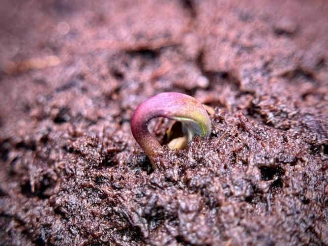 TicaL X Zamnesia-NectarDrip pack#268/750. Week 2 - Germination missing files 