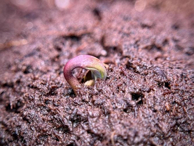 TicaL X Zamnesia-NectarDrip pack#268/750. Week 2 - Germination missing files 