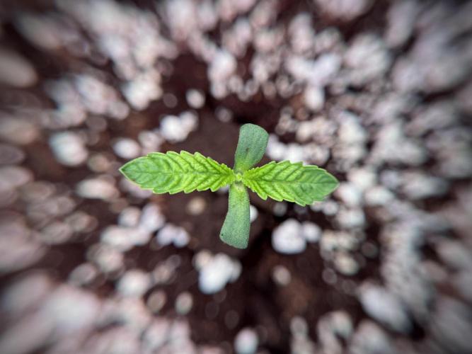 TicaL X Zamnesia-NectarDrip pack#268/750. Week 2 - Nectar Drip first pair of leafs 