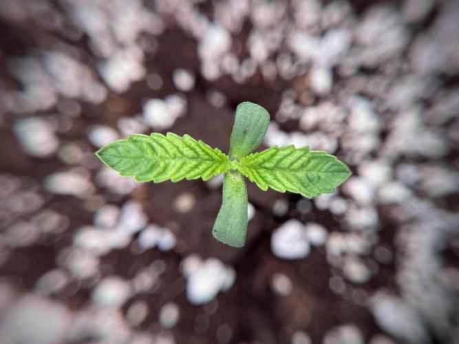 TicaL X Zamnesia-NectarDrip pack#268/750. Week 2 - Nectar Drip first pair of leafs 