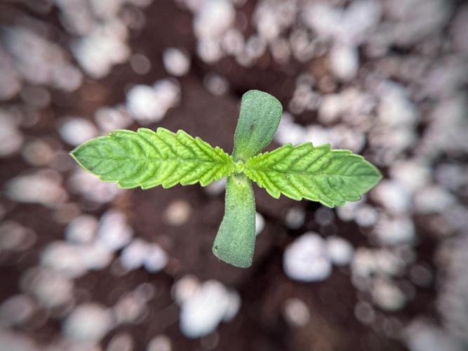 TicaL X Zamnesia-NectarDrip pack#268/750. Week 2 - Nectar Drip first pair of leafs 