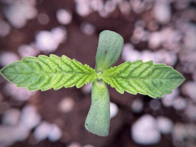 TicaL X Zamnesia-NectarDrip pack#268/750. Week 2 - Nectar Drip first pair of leafs 