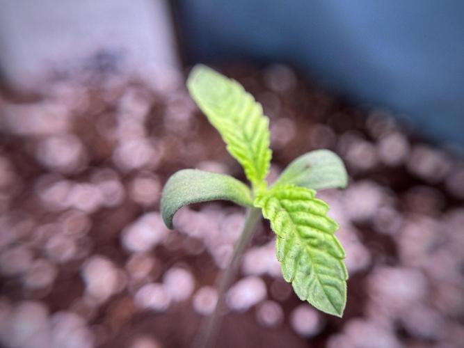 TicaL X Zamnesia-NectarDrip pack#268/750. Week 2 - Nectar Drip first pair of leafs 