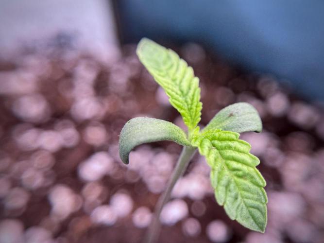 TicaL X Zamnesia-NectarDrip pack#268/750. Week 2 - Nectar Drip first pair of leafs 