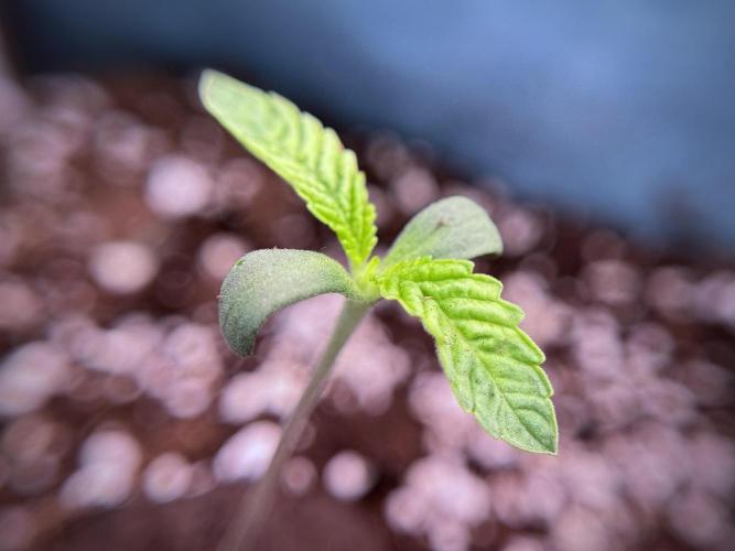 TicaL X Zamnesia-NectarDrip pack#268/750. Week 2 - Nectar Drip first pair of leafs 