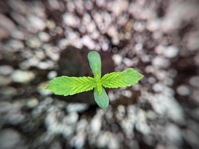 TicaL X Zamnesia-NectarDrip pack#268/750. Week 2 - Nectar Drip first pair of leafs 