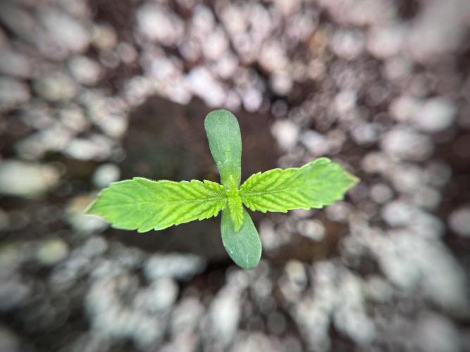 TicaL X Zamnesia-NectarDrip pack#268/750. Week 2 - Nectar Drip first pair of leafs 