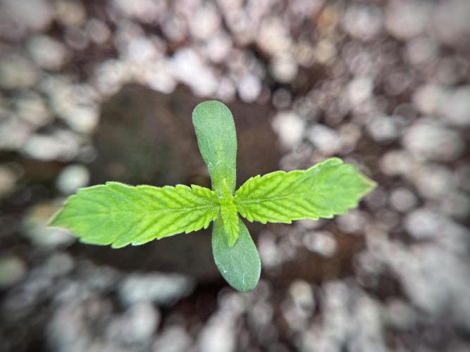 TicaL X Zamnesia-NectarDrip pack#268/750. Week 2 - Nectar Drip first pair of leafs 