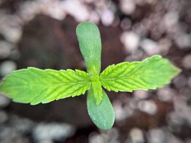 TicaL X Zamnesia-NectarDrip pack#268/750. Week 2 - Nectar Drip first pair of leafs 