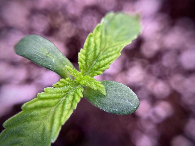 TicaL X Zamnesia-NectarDrip pack#268/750. Week 2 - Nectar Drip first pair of leafs 