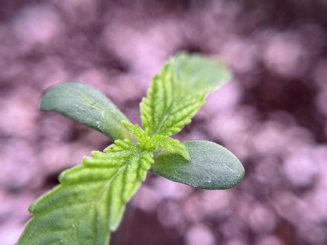 TicaL X Zamnesia-NectarDrip pack#268/750. Week 2 - Nectar Drip first pair of leafs 