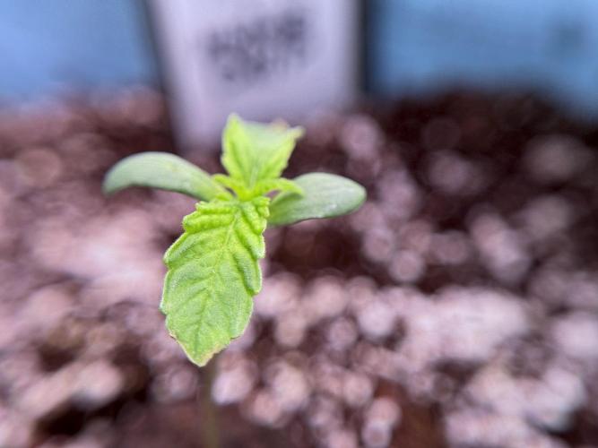 TicaL X Zamnesia-NectarDrip pack#268/750. Week 2 - Nectar Drip first pair of leafs 