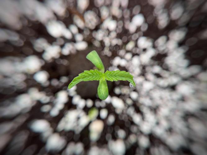 TicaL X Zamnesia-NectarDrip pack#268/750. Week 2 - Nectar Drip first pair of leafs 