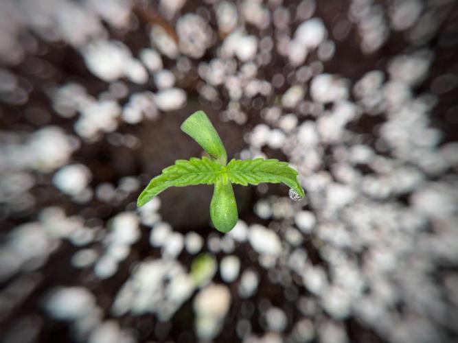 TicaL X Zamnesia-NectarDrip pack#268/750. Week 2 - Nectar Drip first pair of leafs 