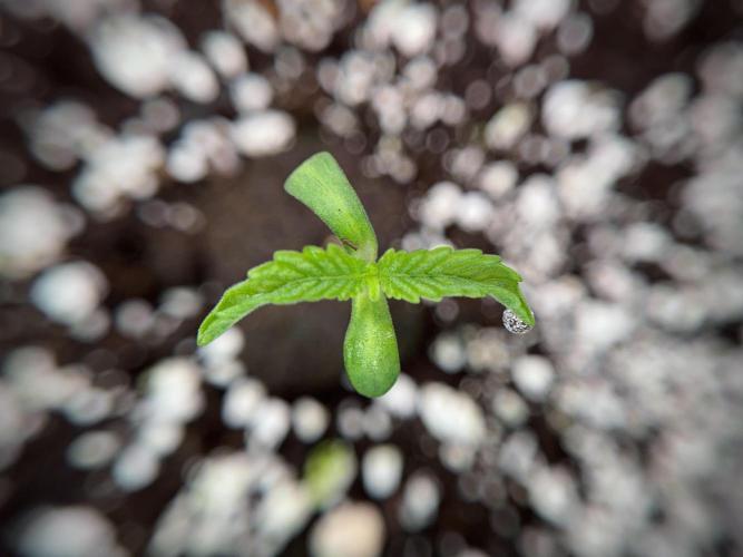 TicaL X Zamnesia-NectarDrip pack#268/750. Week 2 - Nectar Drip first pair of leafs 