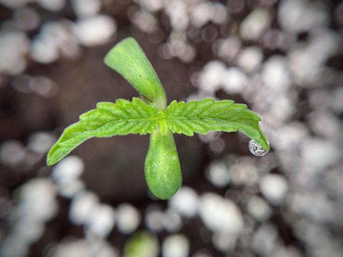 TicaL X Zamnesia-NectarDrip pack#268/750. Week 2 - Nectar Drip first pair of leafs 