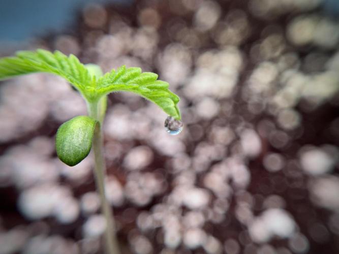 TicaL X Zamnesia-NectarDrip pack#268/750. Week 2 - Nectar Drip first pair of leafs 