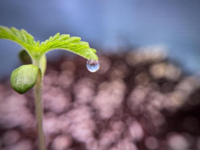TicaL X Zamnesia-NectarDrip pack#268/750. Week 2 - Nectar Drip first pair of leafs 