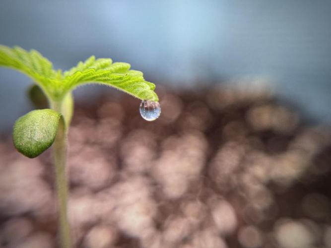 TicaL X Zamnesia-NectarDrip pack#268/750. Week 2 - Nectar Drip first pair of leafs 